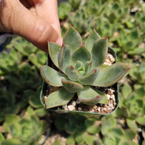 Echeveria agavoides 'Mira' - Succulents Depot