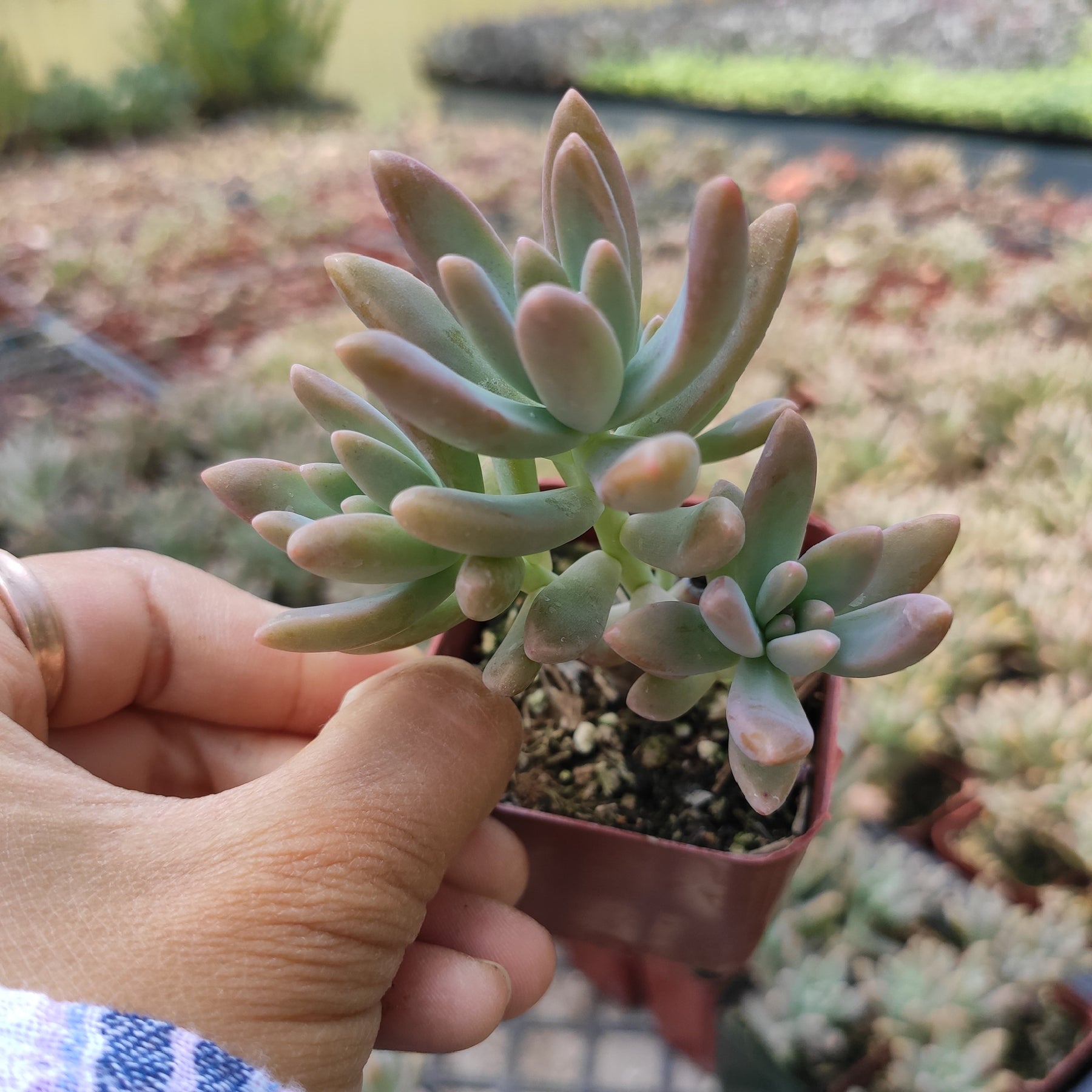 graptosedum succulent care Graptosedum 'Francesco Baldi' 6 Inch