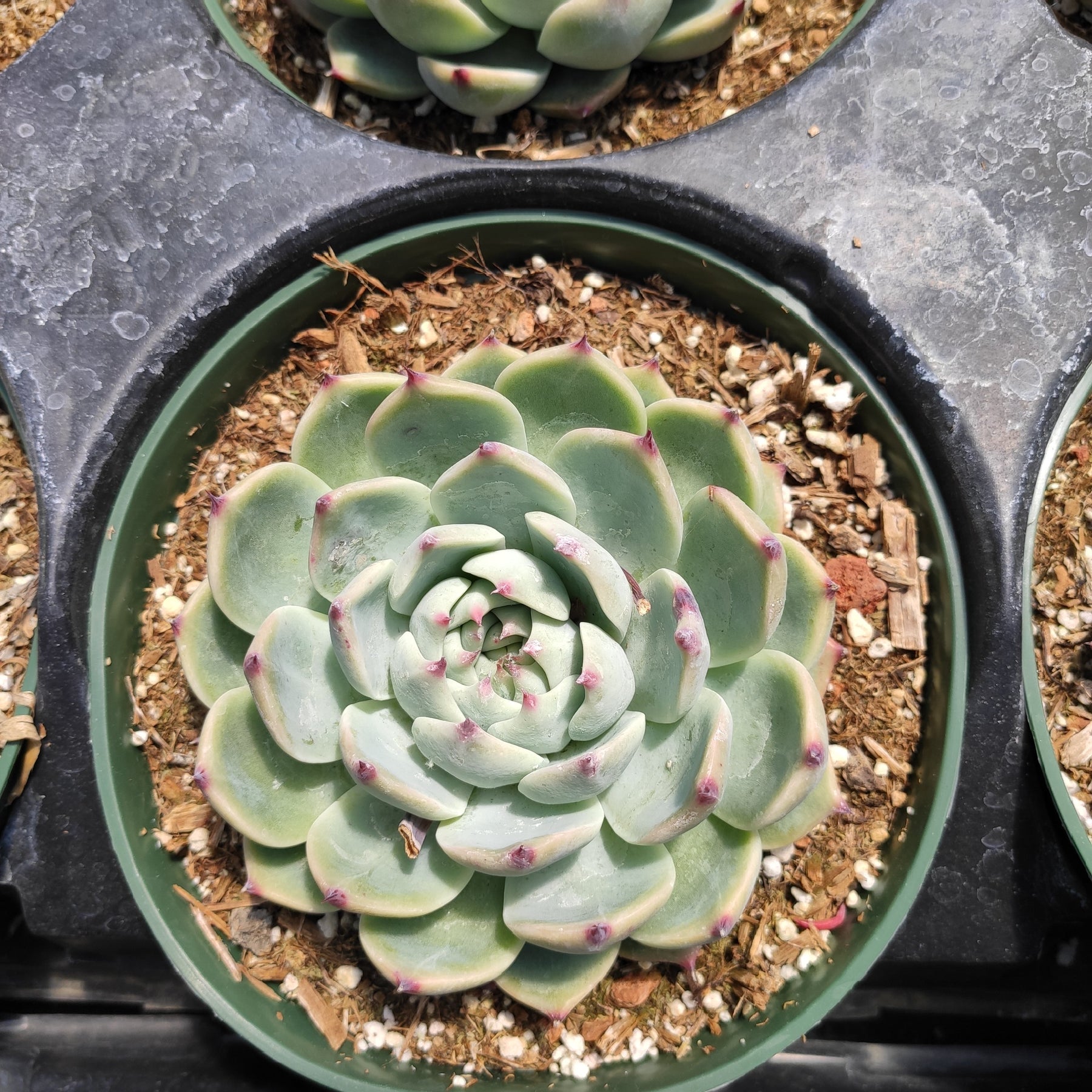 succulent with large green leaves Echeveria colorata