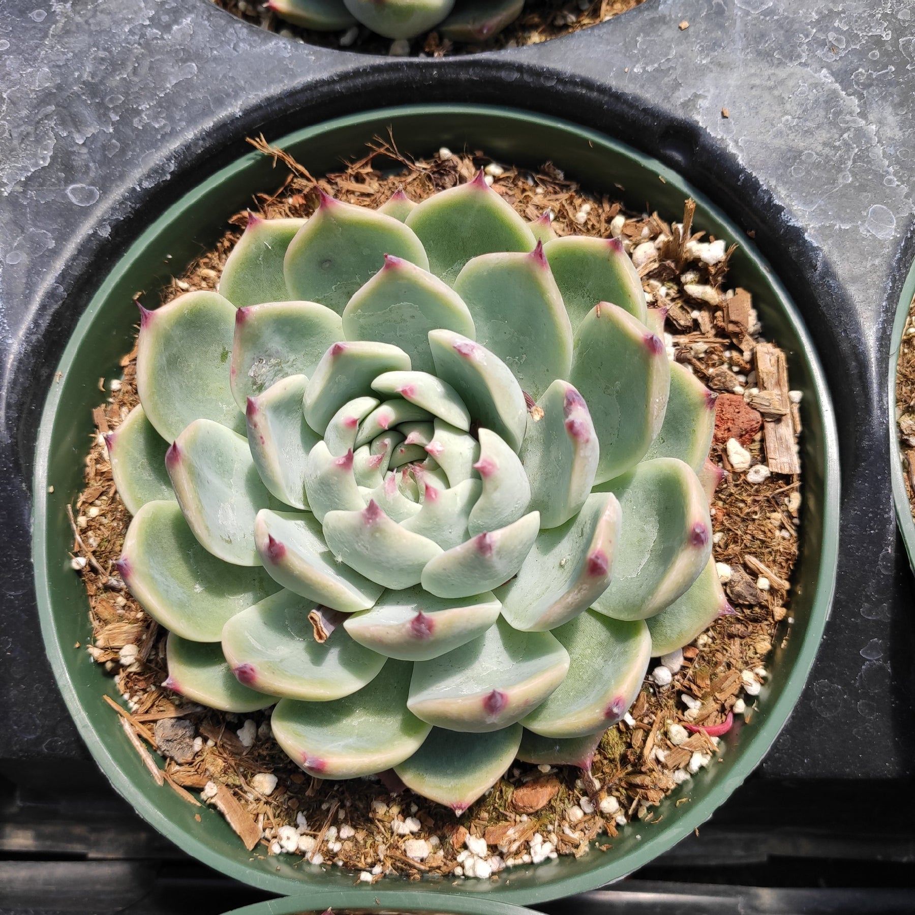colorata succulent Echeveria colorata