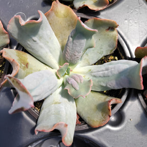 Echeveria 'Culibra'