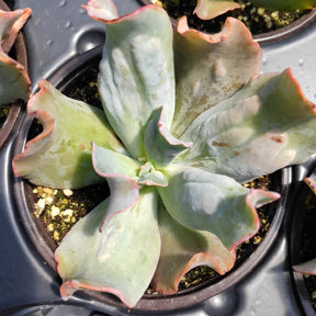 Echeveria 'Culibra'