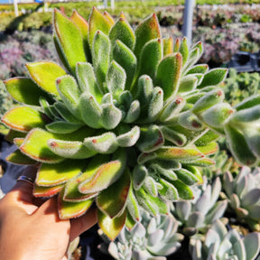 doris taylor succulent Echeveria 'Doris Taylor'