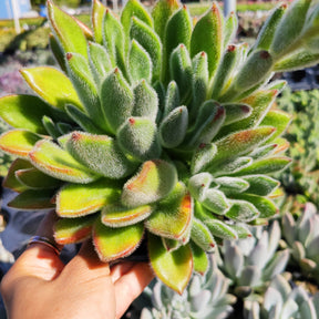 Echeveria 'Doris Taylor'