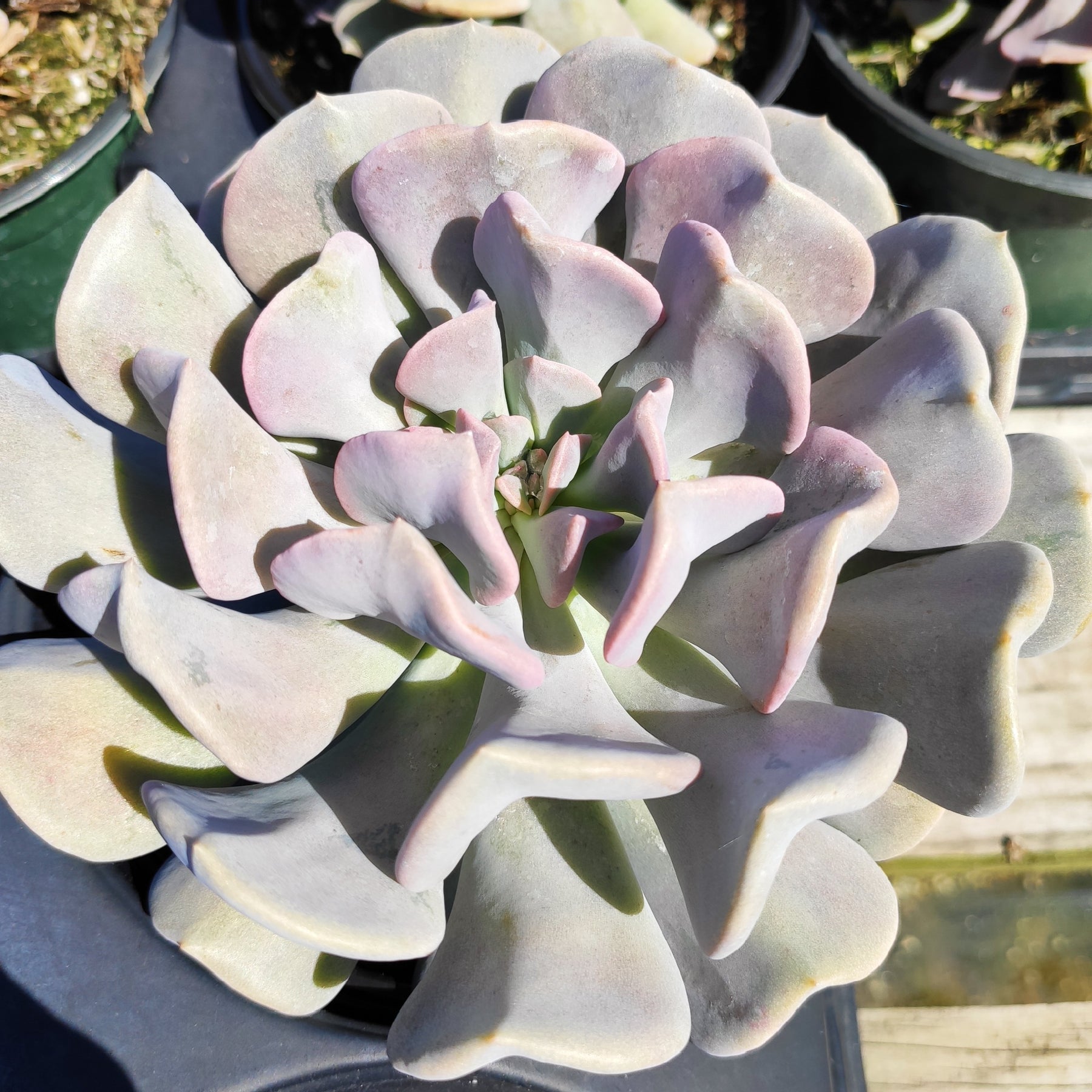 frozen succulent Echeveria 'Cubic Frost'