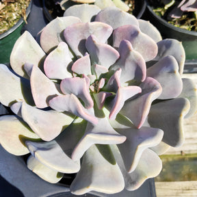 Echeveria 'Cubic Frost' - Succulents Depot