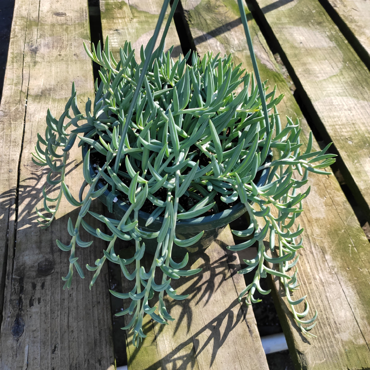 Senecio radicans Hybrid 'Fish Hooks' - Succulents Depot