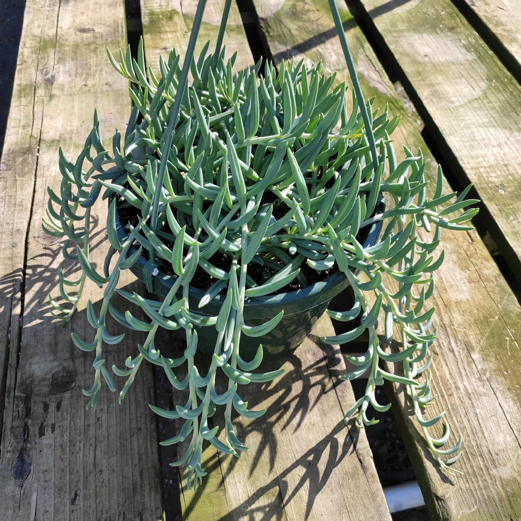 Senecio radicans Hybrid 'Fish Hooks' Senecio radicans Hybrid 'Fish Hooks'