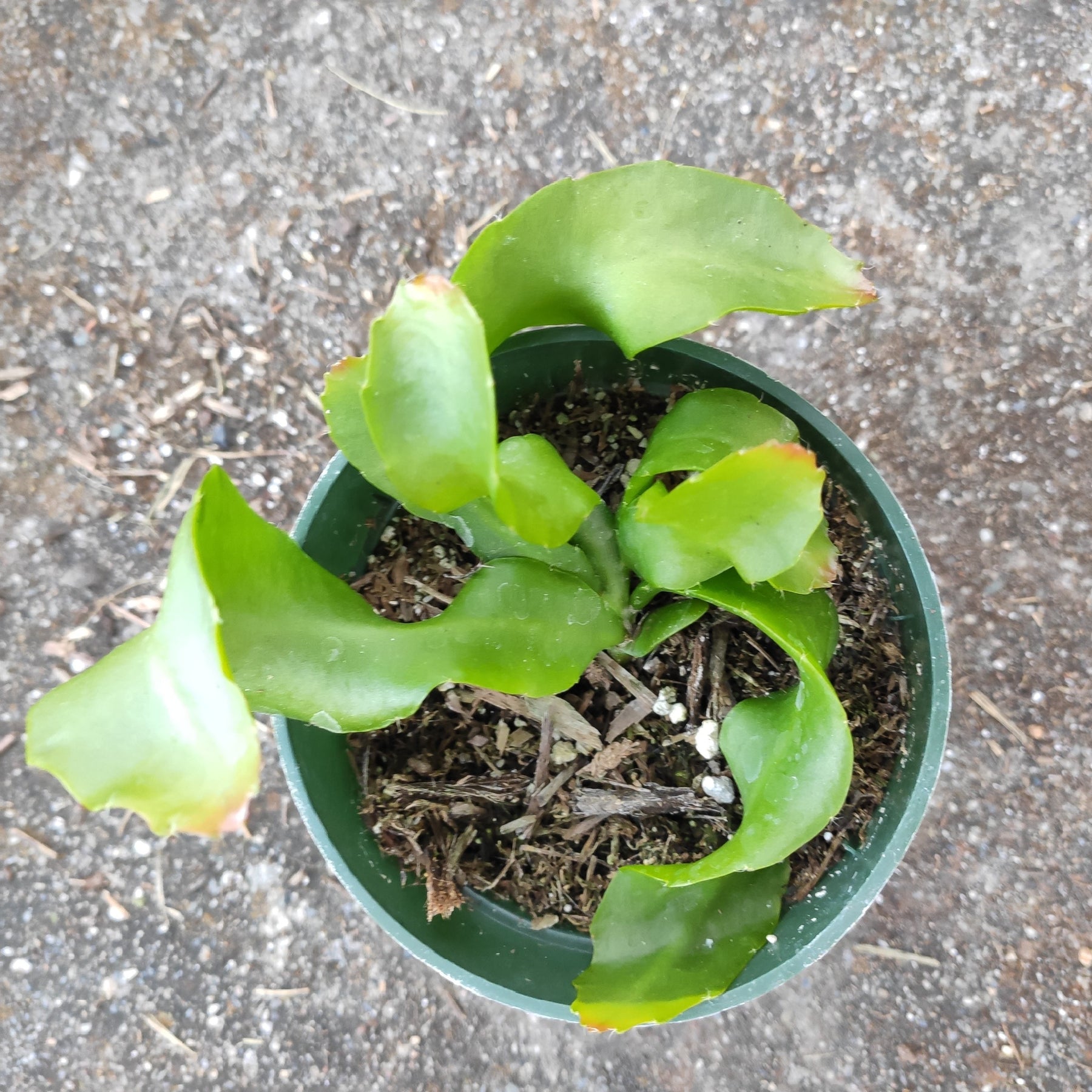 orchid cactus potting mix Epiphyllum Curly Locks Orchid Cactus 4 Inch / Double