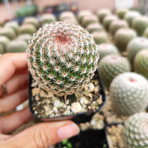 Mammillaria matudae - Thumb Cactus - Succulents Depot