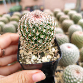 Mammillaria matudae - Thumb Cactus - Succulents Depot
