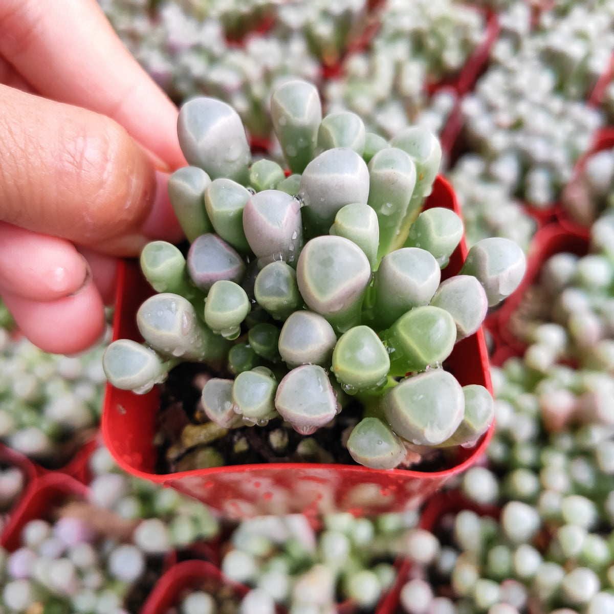 Fenestraria rhopalophylla 'Baby Toes' - Succulents Depot