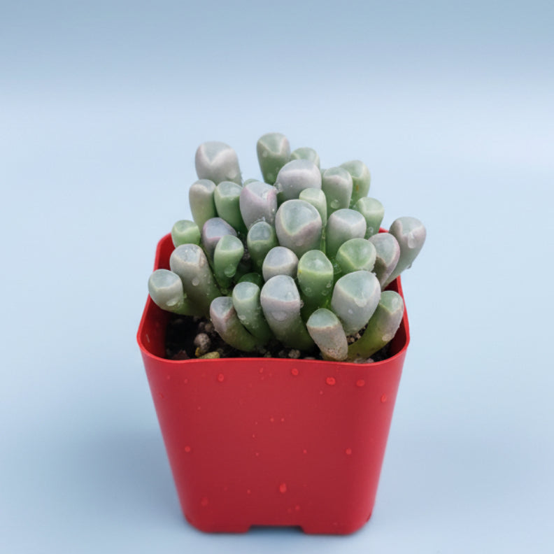 Fenestraria rhopalophylla 'Baby Toes' succulent in red nursery pot.