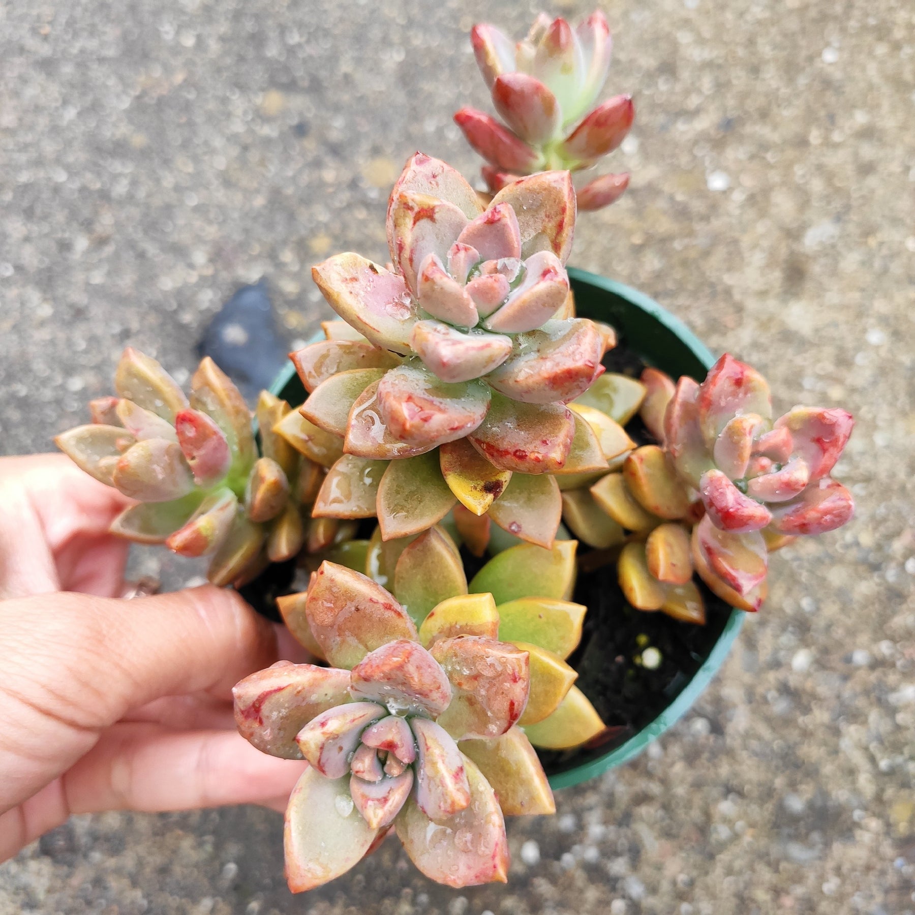 graptosedum bronze succulent Graptosedum 'Alpenglow'
