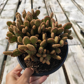 cinnamon and succulents Opuntia rufida minima 'Mini Cinnamon Cactus'