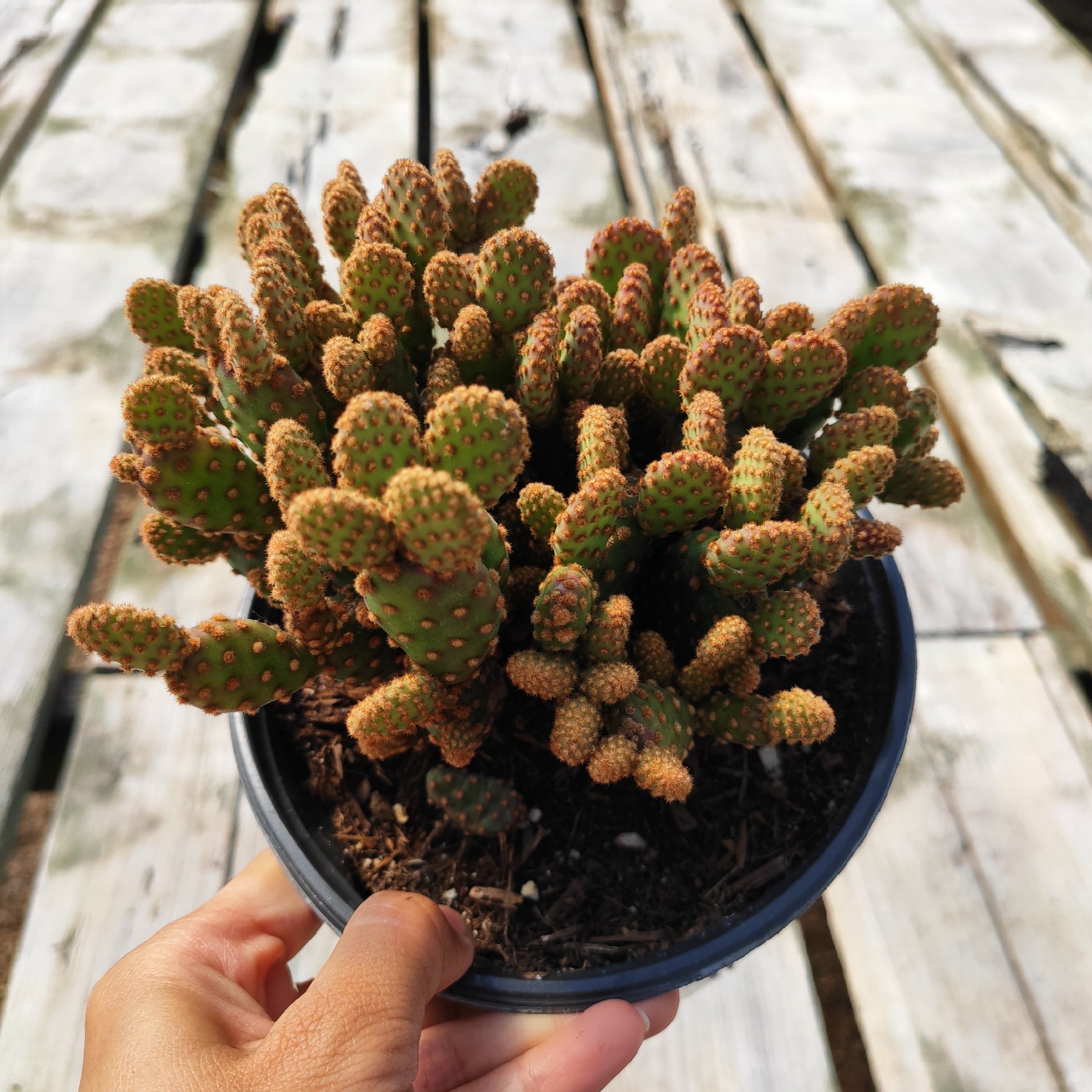cinnamon on succulents Opuntia rufida minima 'Mini Cinnamon Cactus'