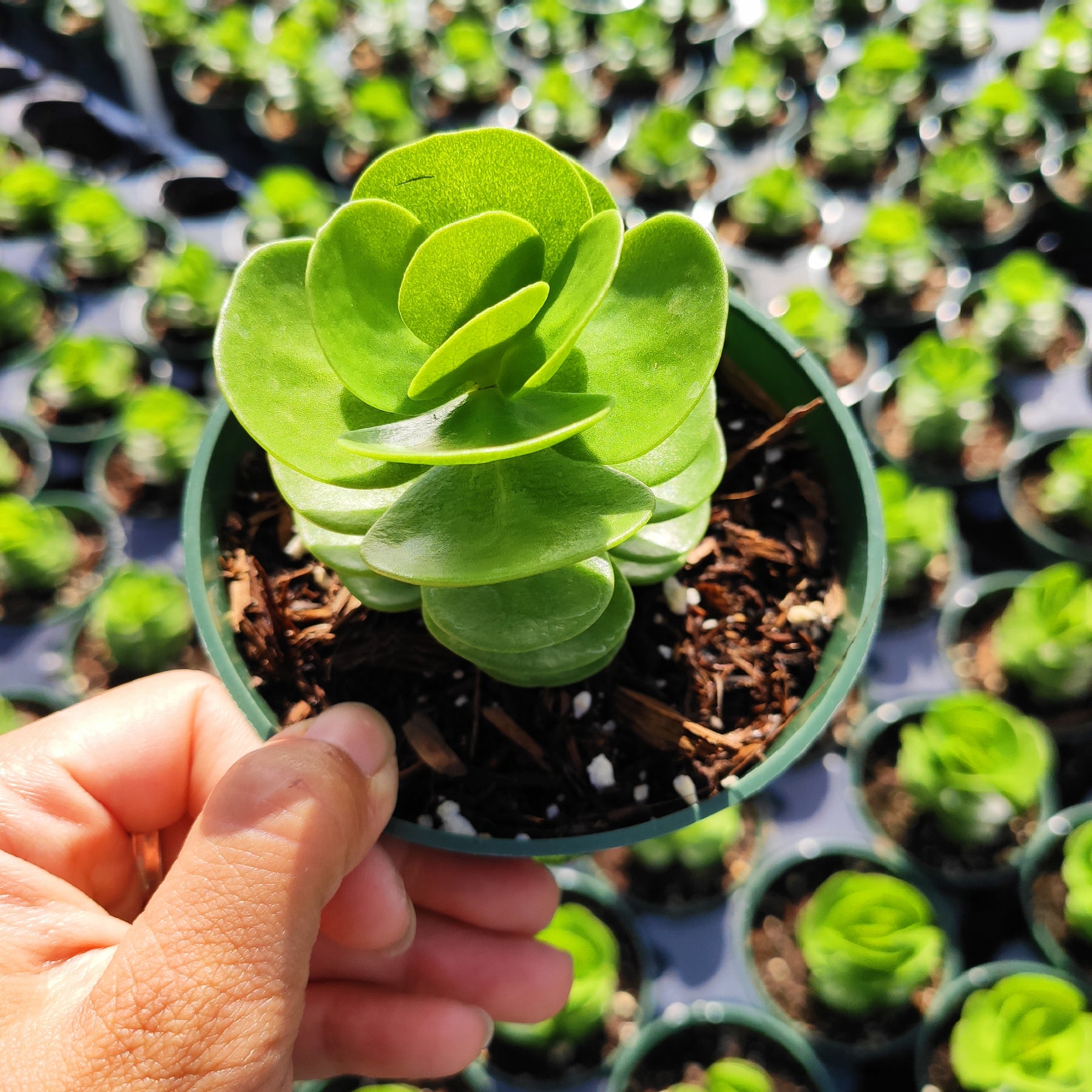 succulent plant portia Portulaca molokiniensis 'Ihi'
