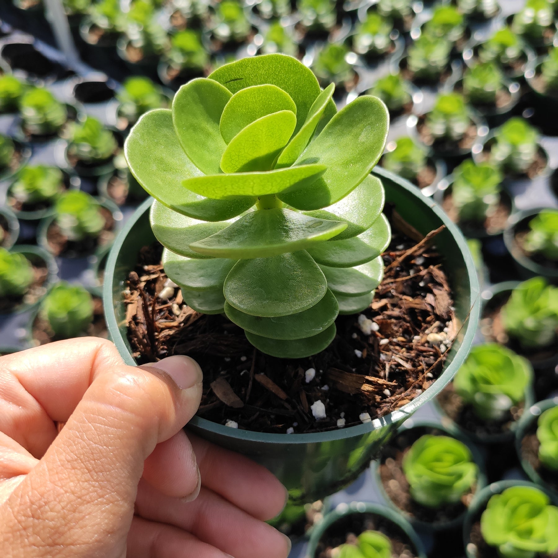 portulaca succulent plant Portulaca molokiniensis 'Ihi'