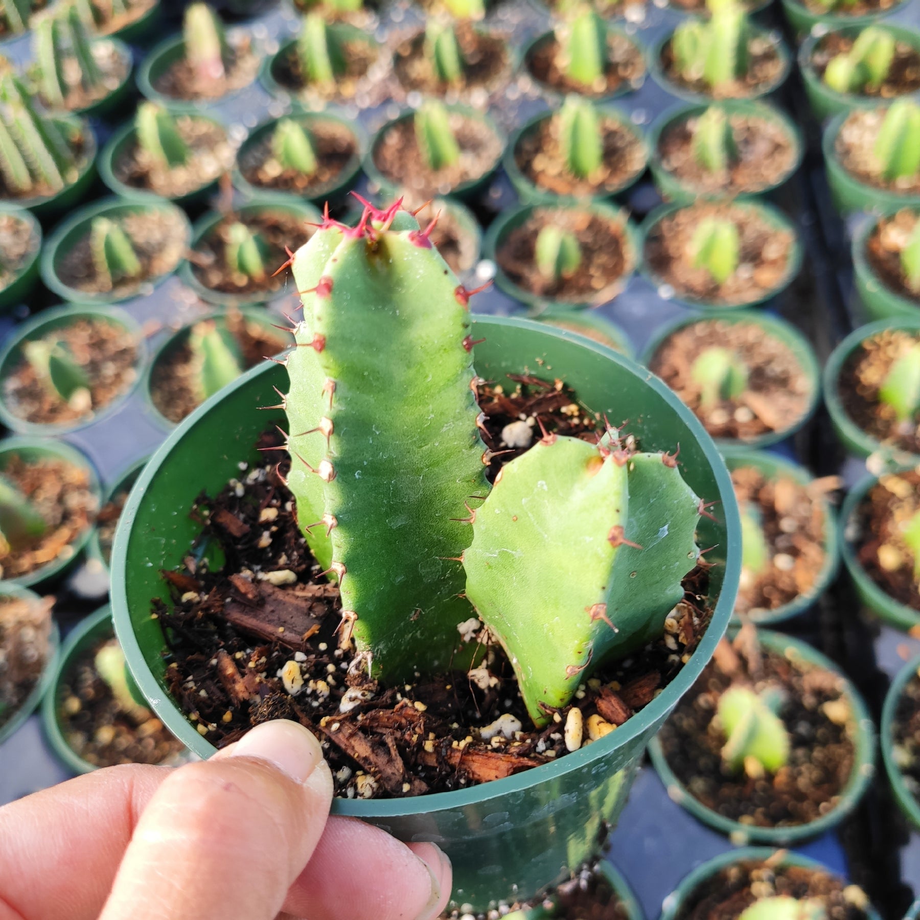 are euphorbias succulents Euphorbia Resinifera Cactus
