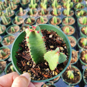 Euphorbia Resinifera Rare Succulent Plant Shown in 4" Pot - Succulents Depot