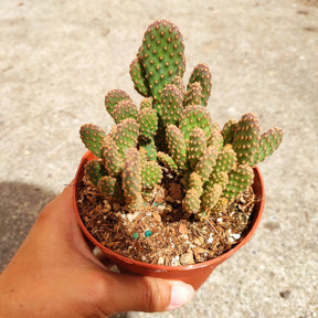 Opuntia rufida minima 'Mini Cinnamon Cactus' - Succulents Depot