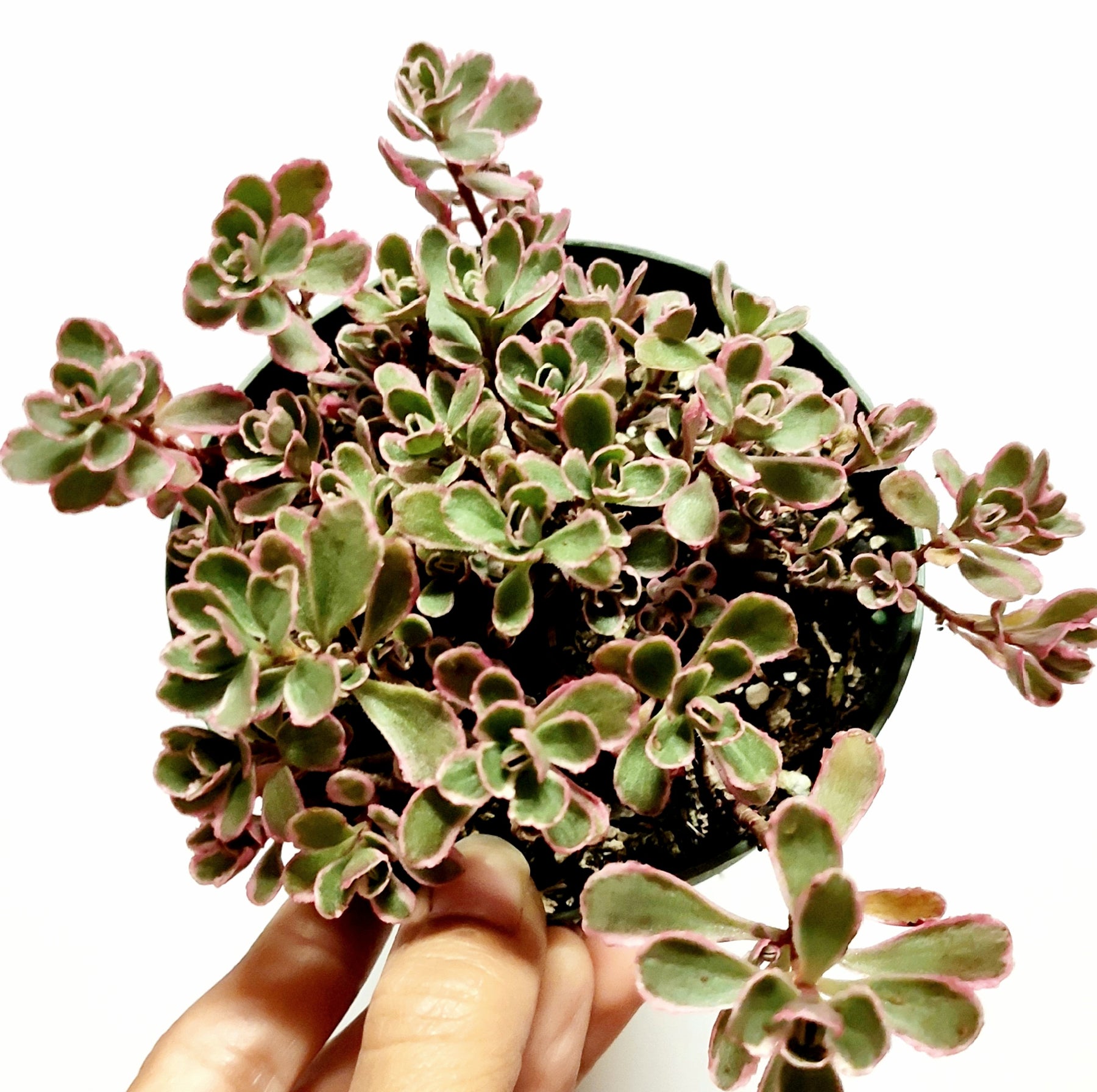 tri color sedum succulent Sedum spurium 'Tricolor'