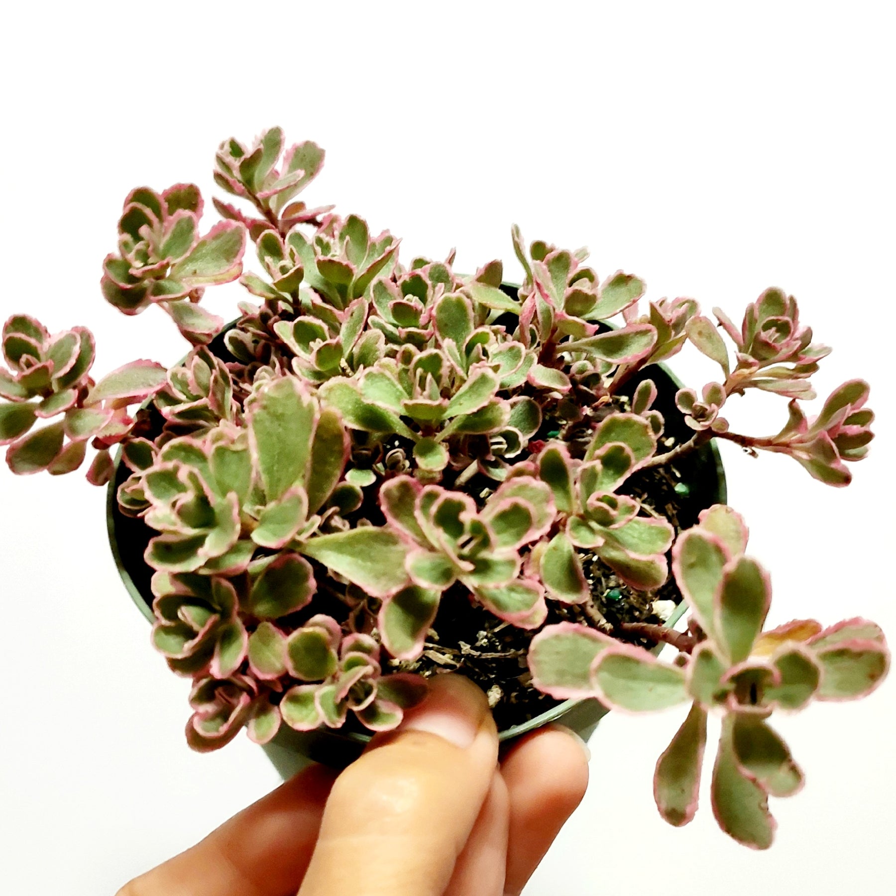 tricolor succulent Sedum spurium 'Tricolor'