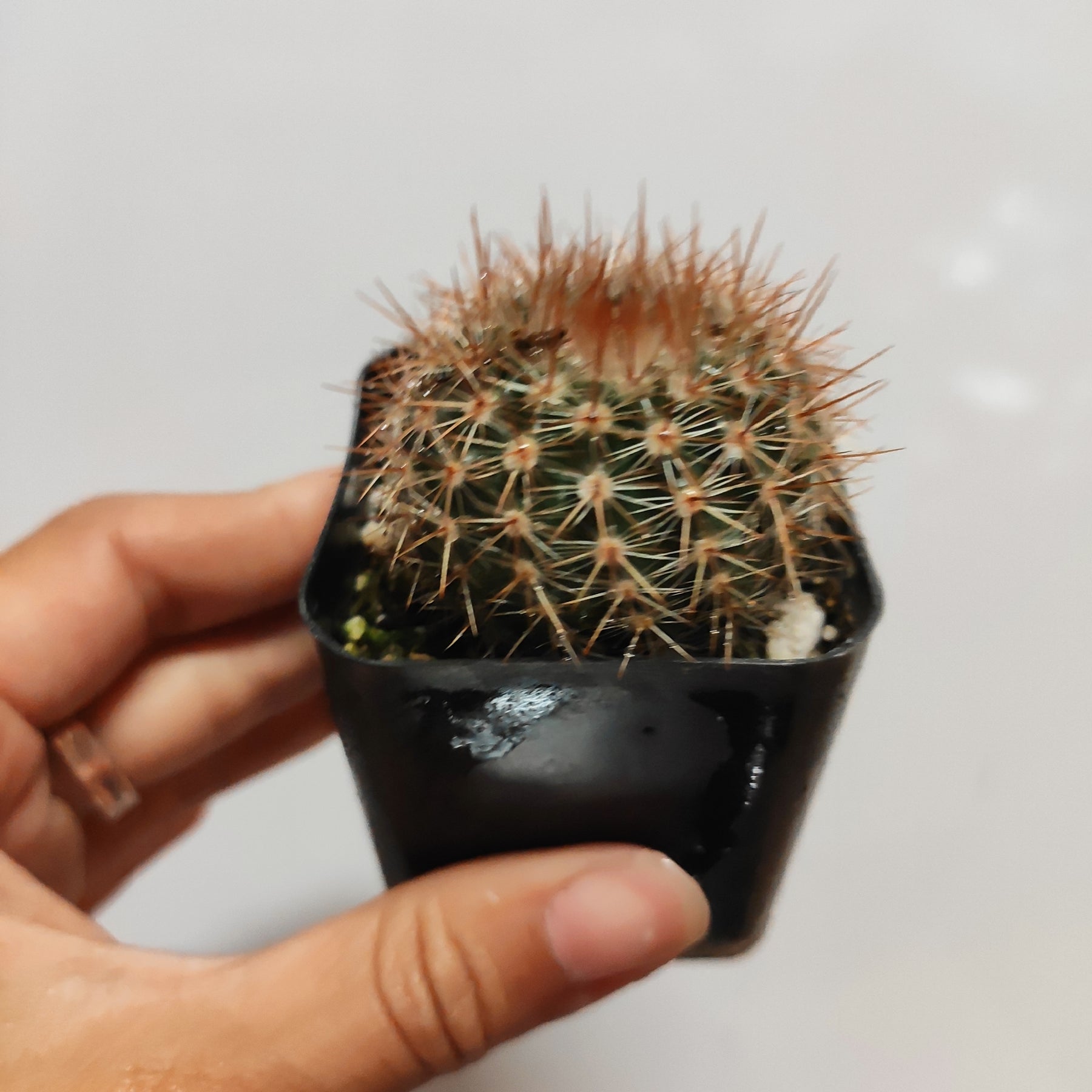 Mammillaria spinosissima vaso 20 cm Mammillaria spinosissima vaso 20 cm