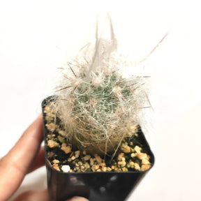 Oreocereus trollii "Old Man" Cactus - Succulents Depot