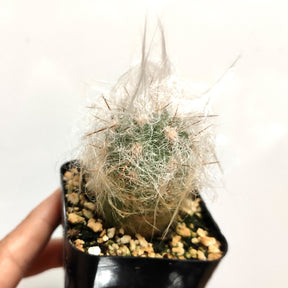 Oreocereus trollii "Old Man" Cactus - Succulents Depot