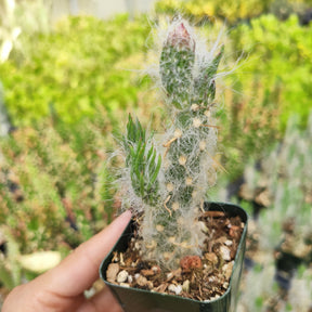 Austrocylindropuntia Vestita Cotton Cactus - Succulents Depot
