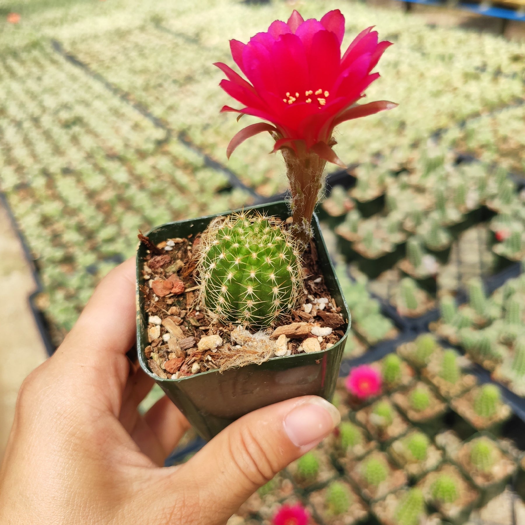 rose quartz succulent Chamaelobivia 'Rose Quartz' Peanut Cactus
