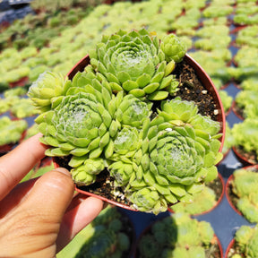 Sempervivum Soboliferum - Succulents Depot