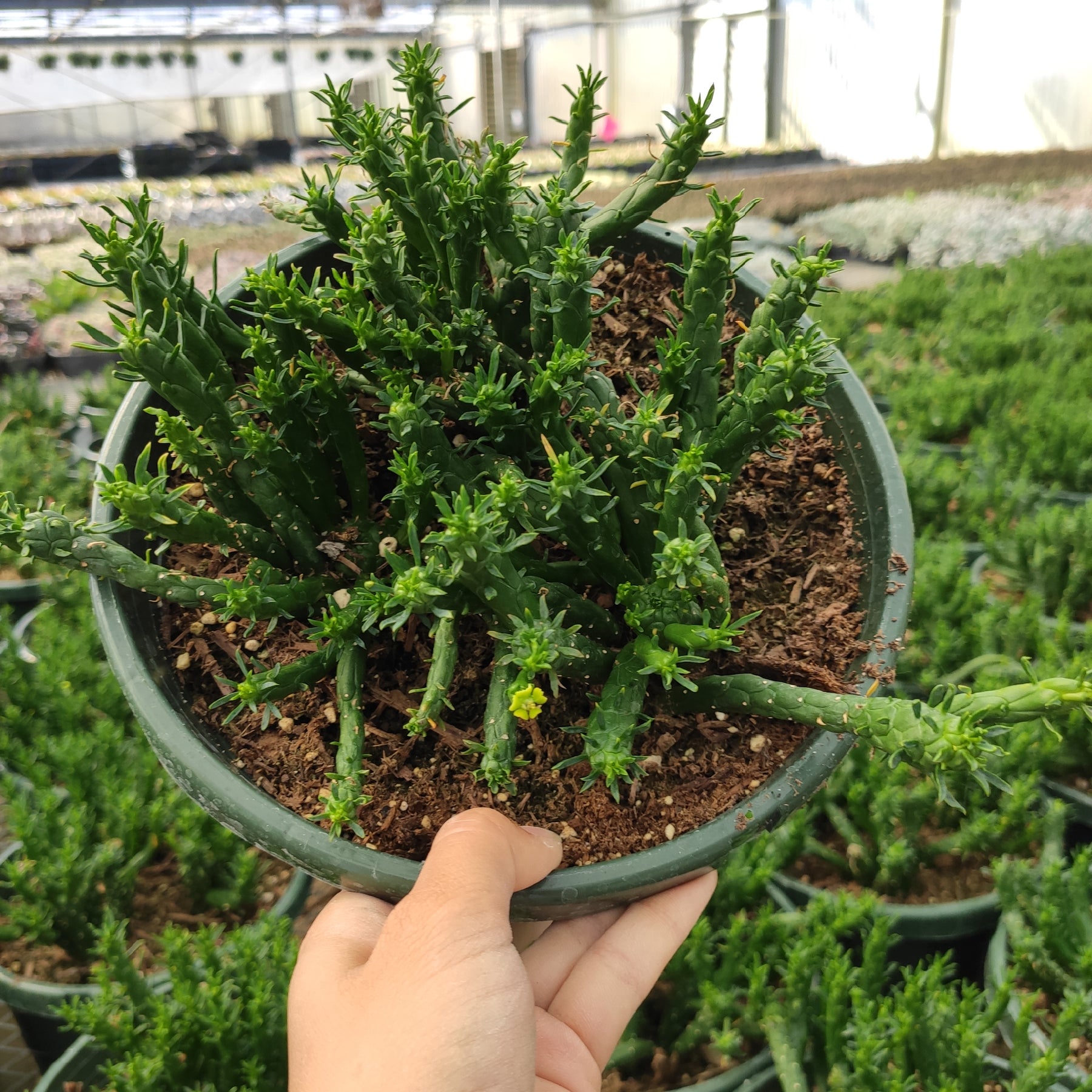 Euphorbia Flanaganii Medusa's Head Rare Succulent Plant Shown in 8" Pot - Succulents Depot