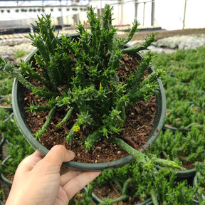 Euphorbia Flanaganii Medusa's Head Rare Succulent Plant Shown in 8" Pot - Succulents Depot