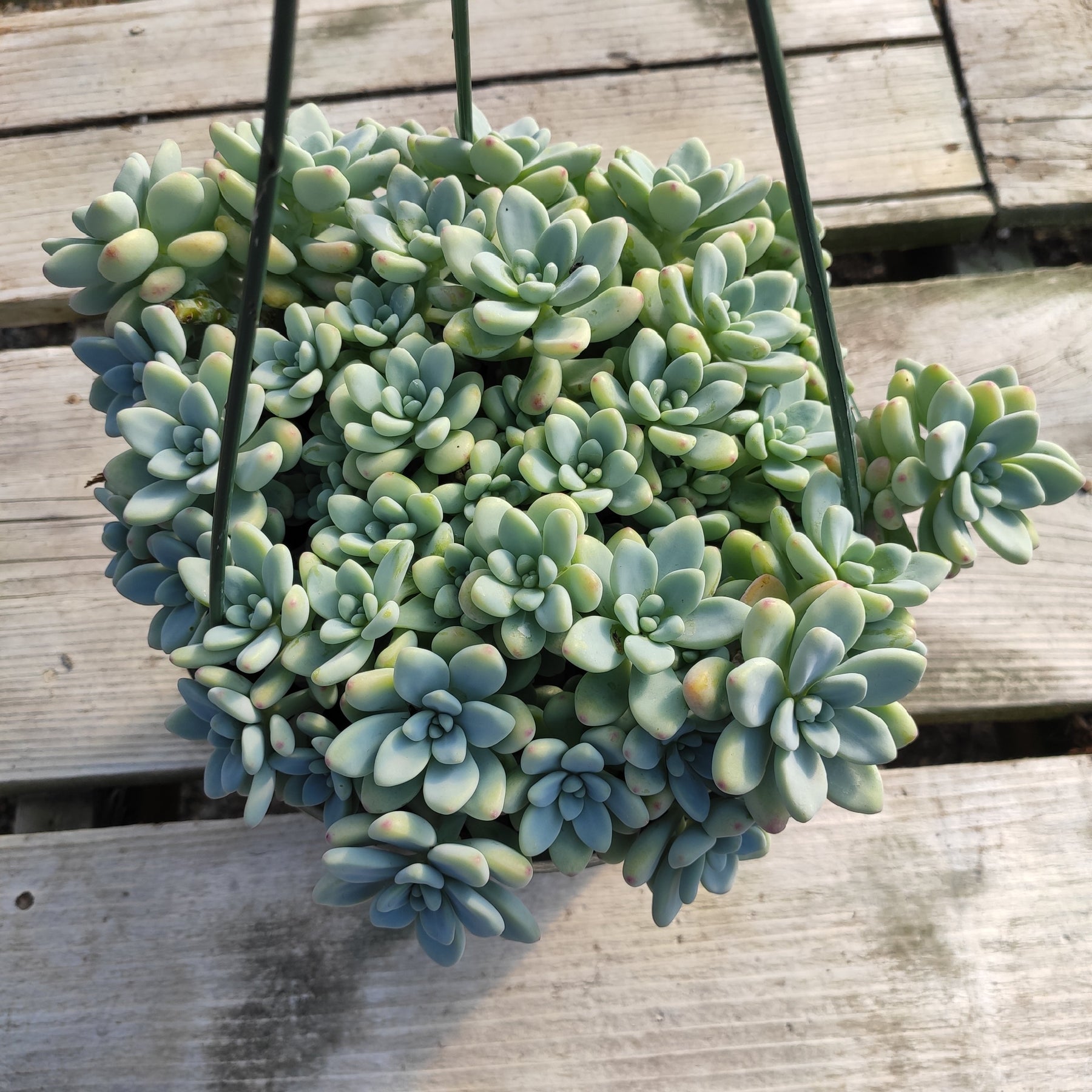 sedum trailing succulents Sedum clavatum