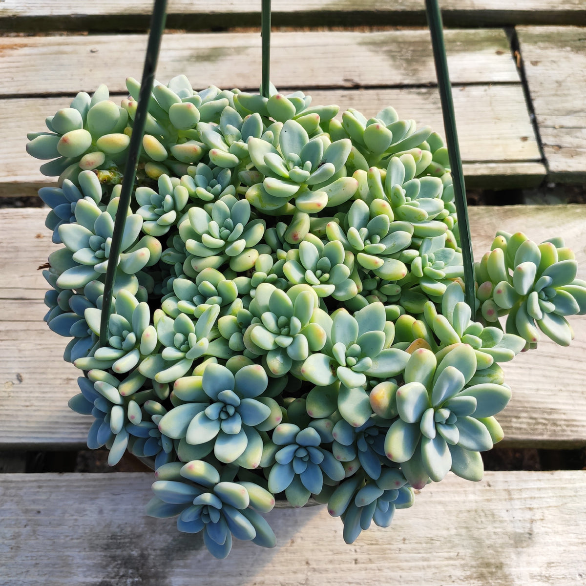 Sedum clavatum - Succulents Depot