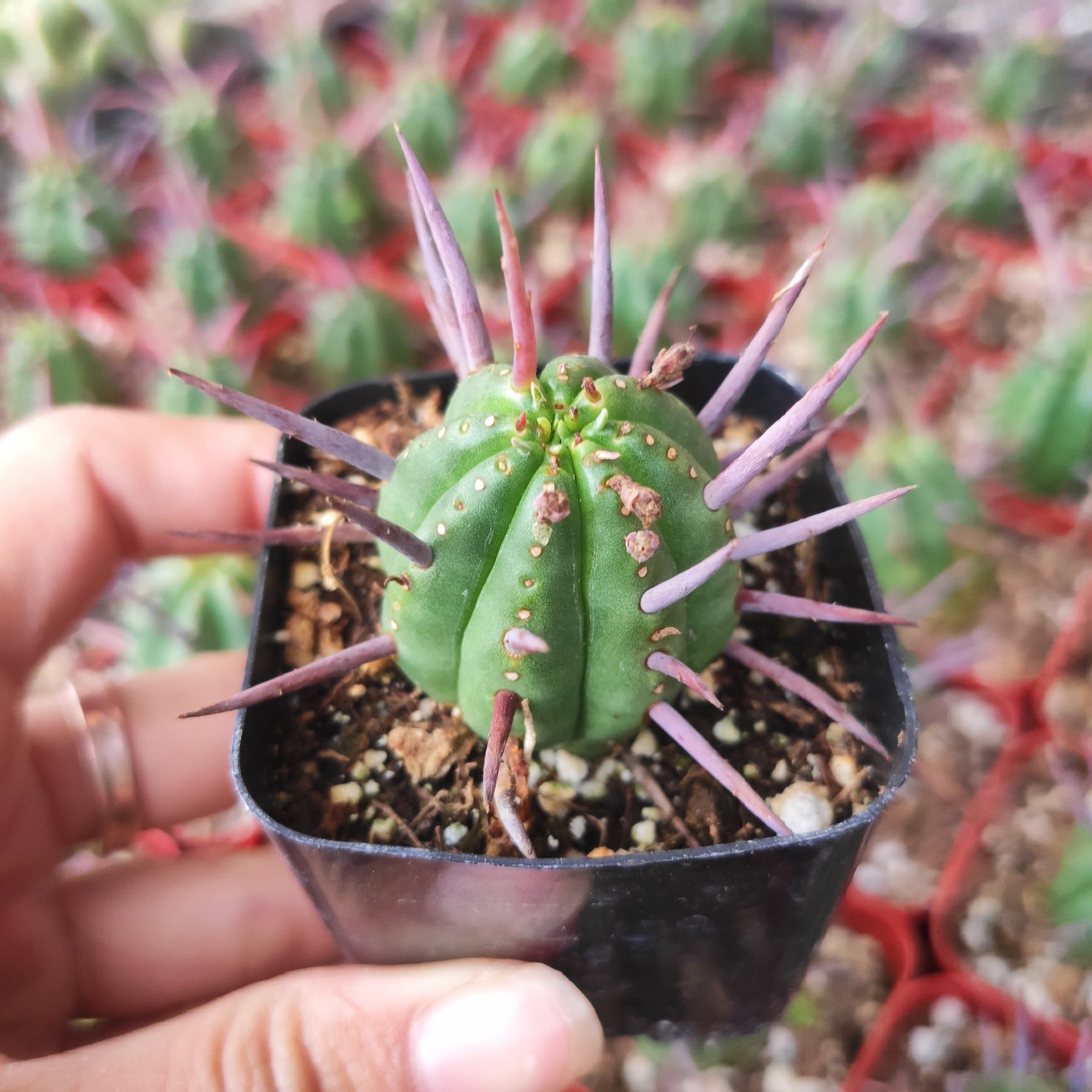 Euphorbia enopla Pincushion Euphorbia