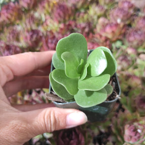 ihi succulent Portulaca molokiniensis 'Ihi'