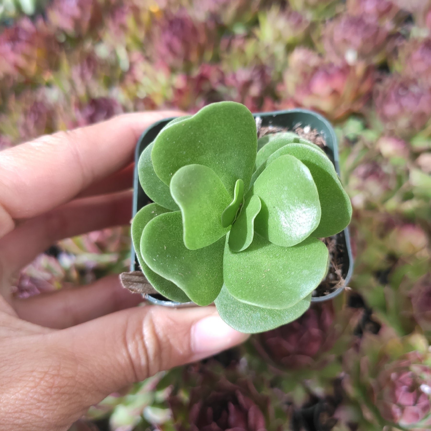 portulaca molokiniensis succulent Portulaca molokiniensis 'Ihi'