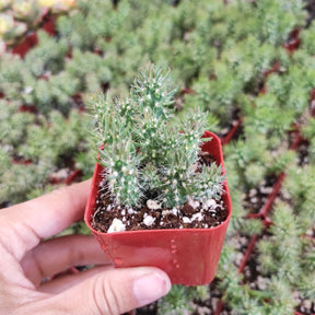 Austrocylindropuntia Cylindrica Rare Succulent Cactus Plant Shown in 2" Pot - Succulents Depot