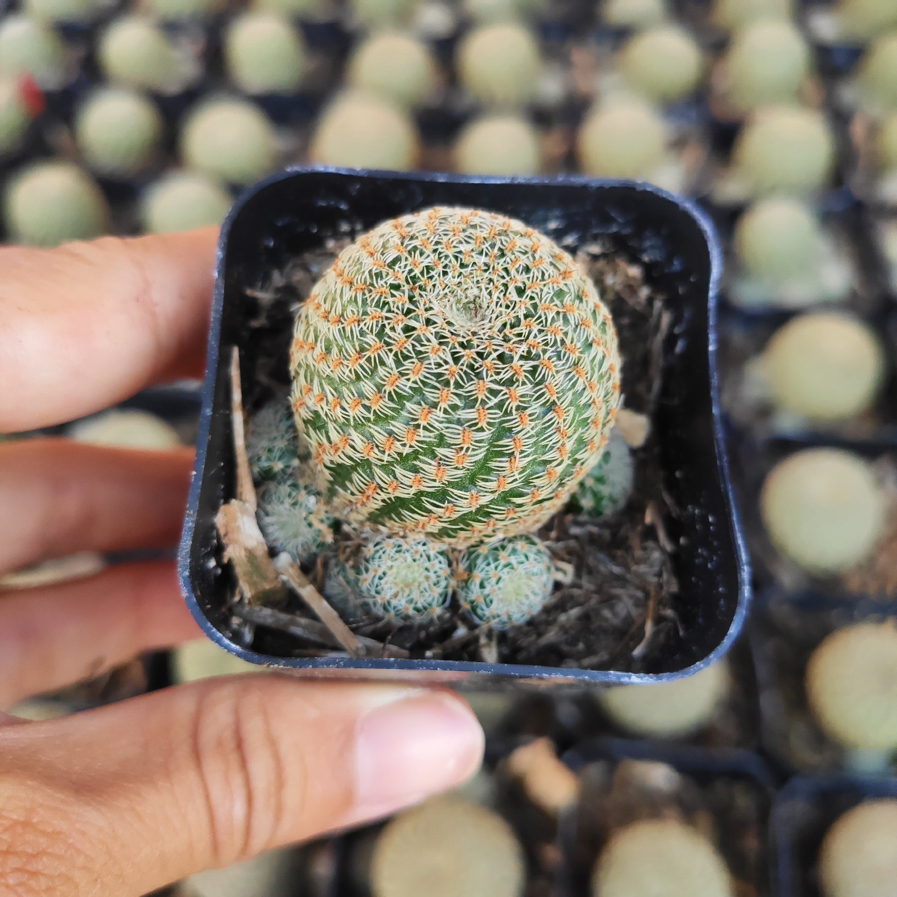 Rebutia Heliosa Rare Succulent Cactus Plant Shown in 2" Pot - Succulents Depot