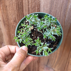 Crassula Pruinosa Rare Succulent Plants Shown in 4” Pot - Succulents Depot