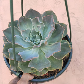 Echeveria 'Domingo' - Succulents Depot