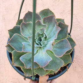Echeveria 'Domingo' - Succulents Depot