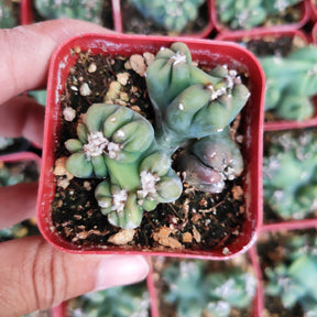 Cereus forbesii monstrose 'Ming Thing' Rare Succulent plant Shown in 2" Pot - Succulents Depot