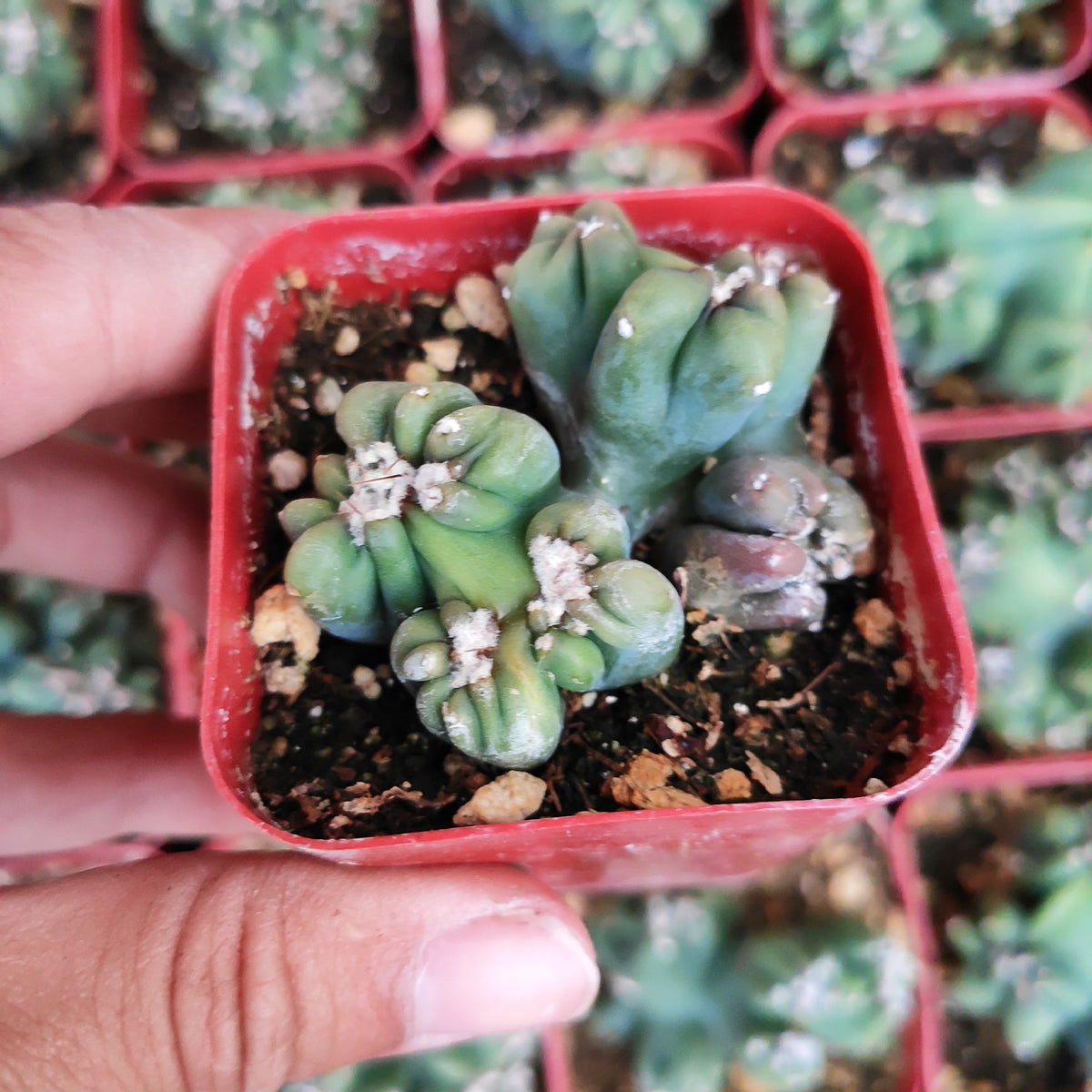 Cereus forbesii monstrose 'Ming Thing' Rare Succulent plant Shown in 2" Pot - Succulents Depot