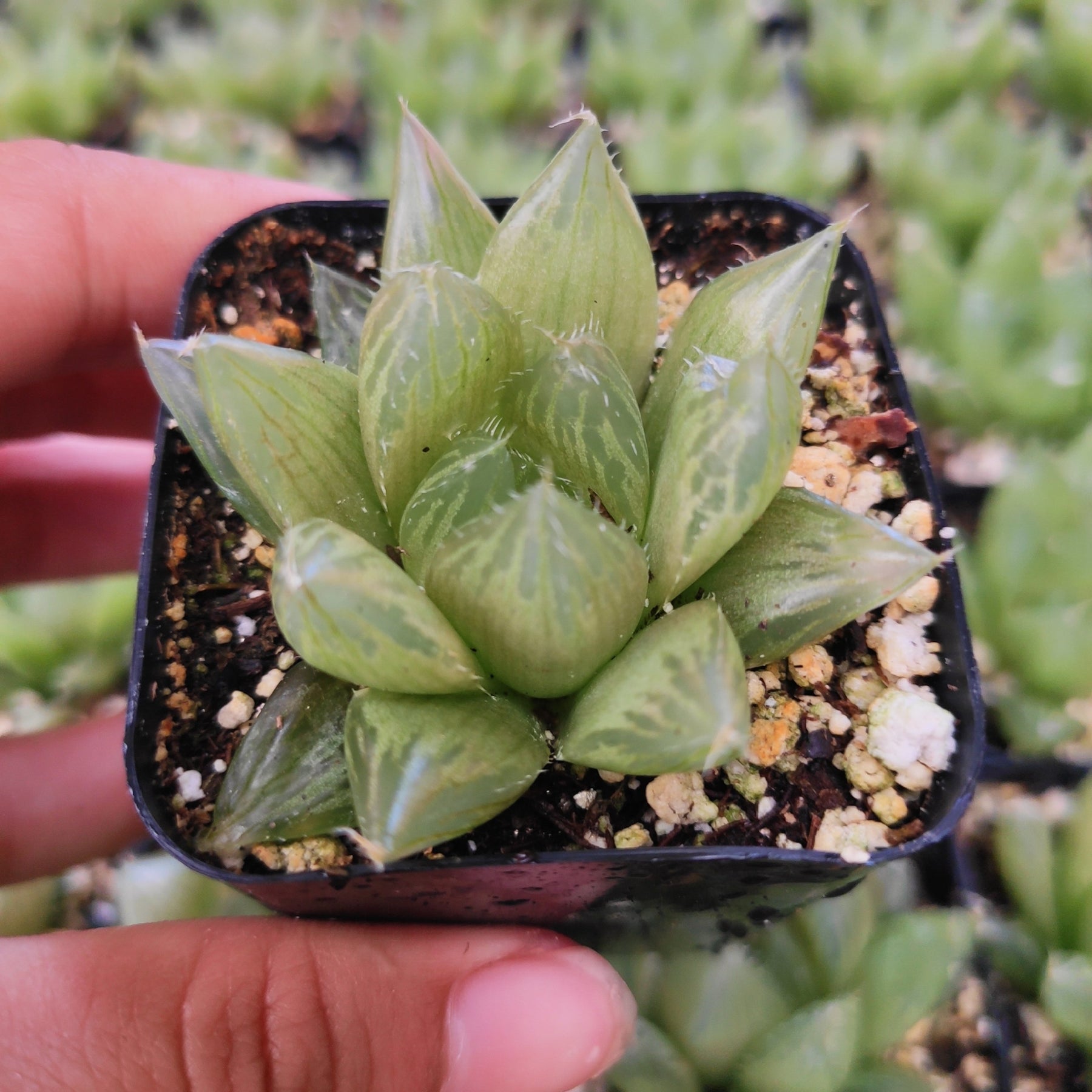 window succulent Haworthia cymbiformis 'Cathedral Window Haworthia'