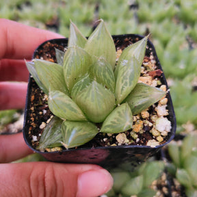 Haworthia cymbiformis - Succulents Depot