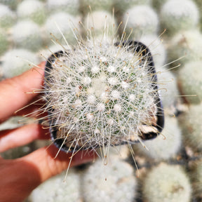 Mammillaria Senilis Rare Succulent Cactus Plant Shown in 2" Pot - Succulents Depot